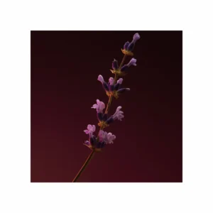 Boss The Scent Elixir for him Parfum Intense - Image 8