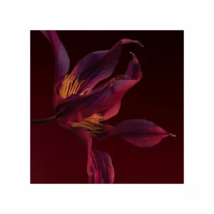 Boss The Scent Elixir for her Parfum Intense - Image 3