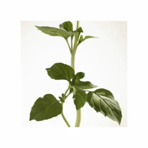 Burberry Goddess Eau de Parfum Intense - Image 4