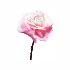 Escada Magnetism Eau de Parfum - Image 4