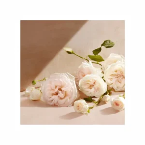 Chlóe Eau de Parfum - Image 2