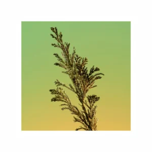 Eternity For Men Eau de Parfum - Image 7