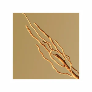 Boss Bottled Eau de Parfum - Image 2