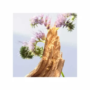 Bvlgari Omnia Amethyste Eau de Toilette - Image 5