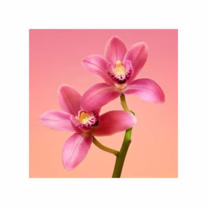 Euphoria Eau de Parfum - Image 2